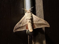 Gonogramma lemoulti