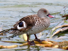 Anas capensis