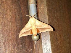 Gonogramma lemoulti