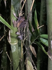 Pseudophilautus microtympanum