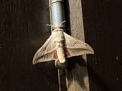 Gonogramma lemoulti