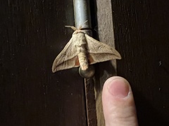 Gonogramma lemoulti