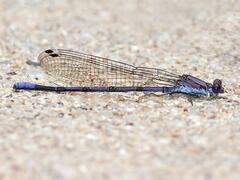 Argia tonto