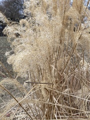 Miscanthus