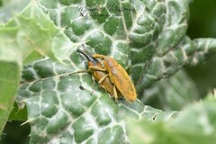 Lixus pulverulentus