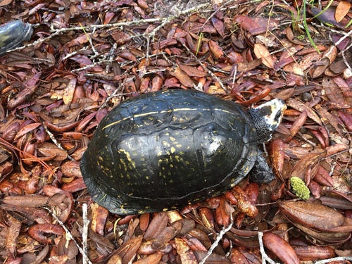 Gulf Coast Box Turtle | Native Nature