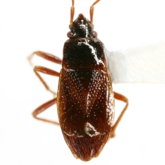 Xestocoris nitens