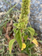 Amaranthus hybridus
