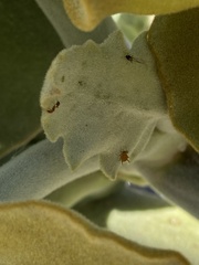 Aphis nerii