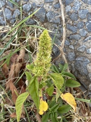Amaranthus hybridus