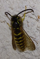 Vespula vulgaris