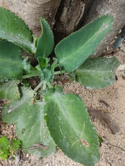 Kalanchoe laetivirens