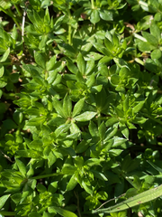 Sherardia arvensis