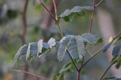 Albizia lebbeck