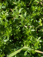Sherardia arvensis