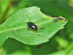 Slaterocoris