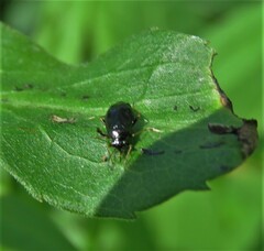 Slaterocoris