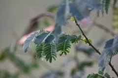 Albizia lebbeck