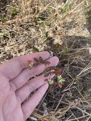 Euphorbia lasiocarpa