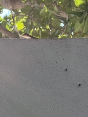 Anolis