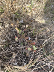 Euphorbia lasiocarpa