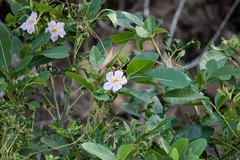Tabebuia heterophylla