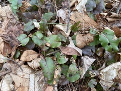 Epigaea