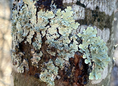 Tremella flavoparmeliae