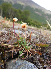 Armeria curvifolia