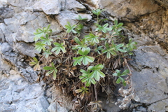Potentilla caulescens