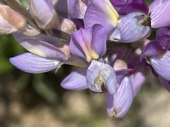 Lupinus paynei