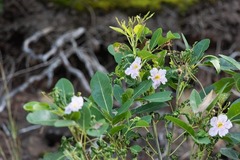Tabebuia heterophylla