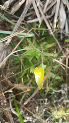 Pinguicula lutea