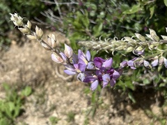 Lupinus paynei