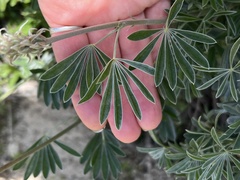 Lupinus paynei