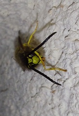 Vespula vulgaris