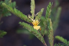 Chamaecrista fasciculata