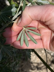 Lupinus paynei