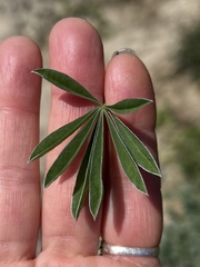 Lupinus paynei
