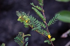 Chamaecrista fasciculata