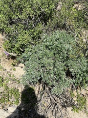 Lupinus paynei