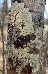 Tremella flavoparmeliae