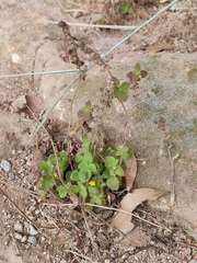 Lindenbergia muraria