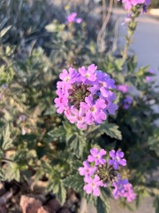 Glandularia gooddingii