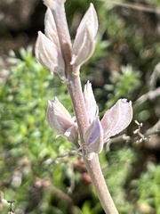 Lupinus paynei