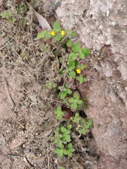 Lindenbergia muraria