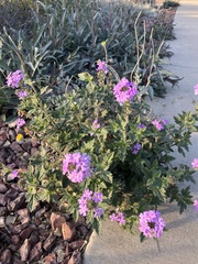 Glandularia gooddingii