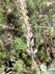 Lupinus paynei