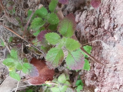 Lindenbergia muraria