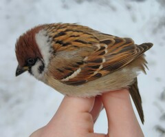 Passer montanus montanus
